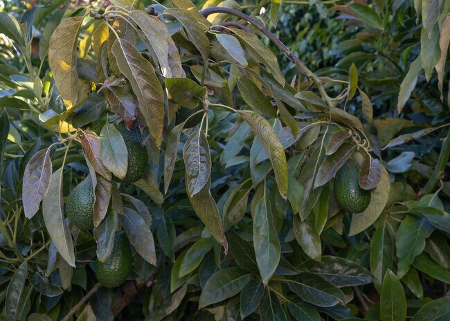 Building Photo - 3 Bedrooms + 2 Bathrooms | Midtown Ventura | Furnished or Unfurnished