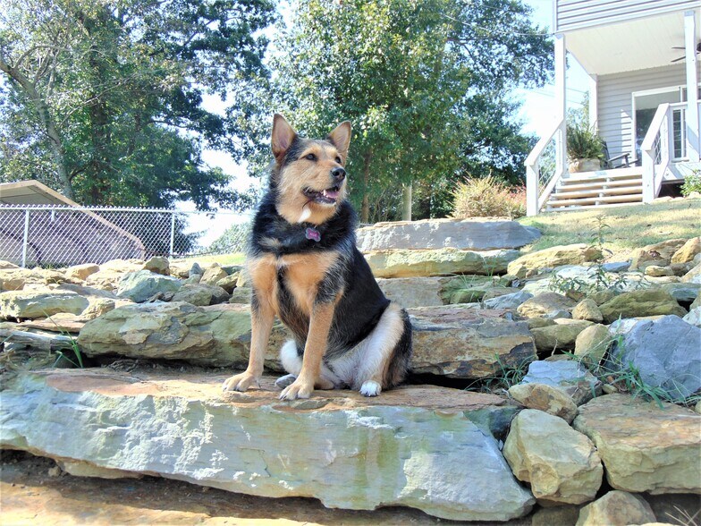 Allie on her rocks (fenced yard) - 77 County Road 311