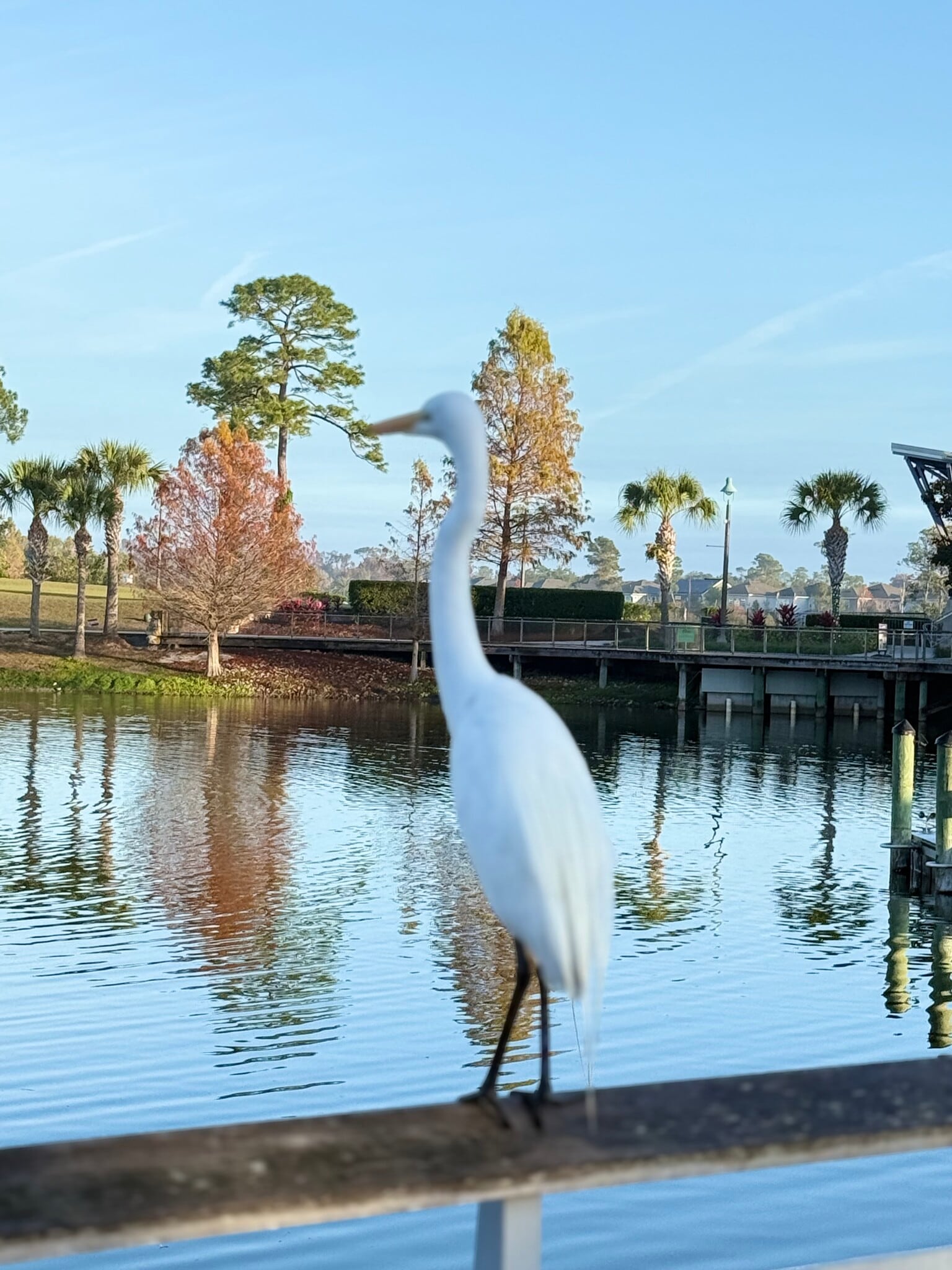 Oviedo at the park - 105 Violet Vine Ln