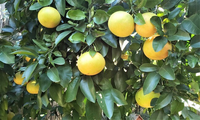 Building Photo - 1902 Coulcrest Dr