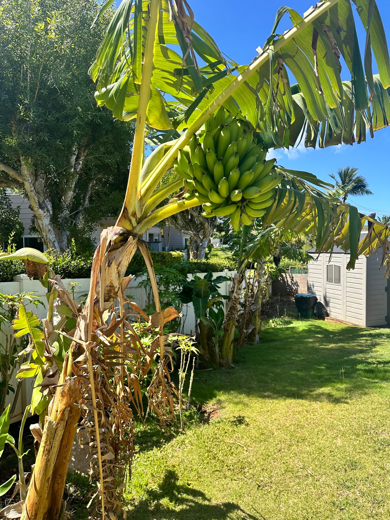 Banana trees - 4996 Lower Honoapiilani Rd
