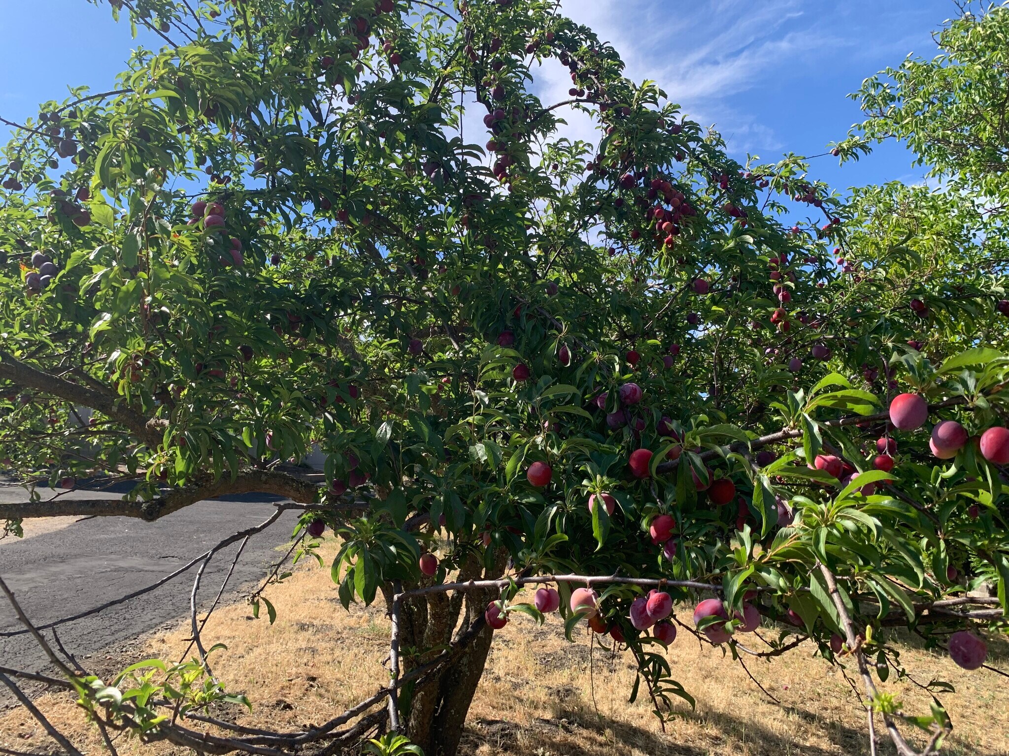 Building Photo - 9080 Santa Lucia Rd