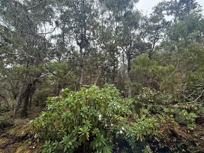 Building Photo - Forest Retreat at the Top of Kaloko