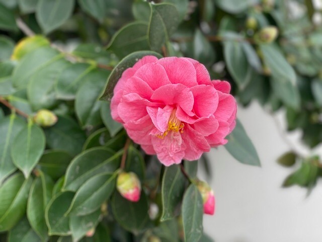 Building Photo - 934 Goodwin Ave