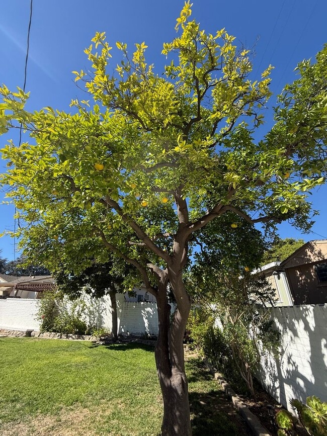 Building Photo - Amazing 3 Bedroom Montrose Home!