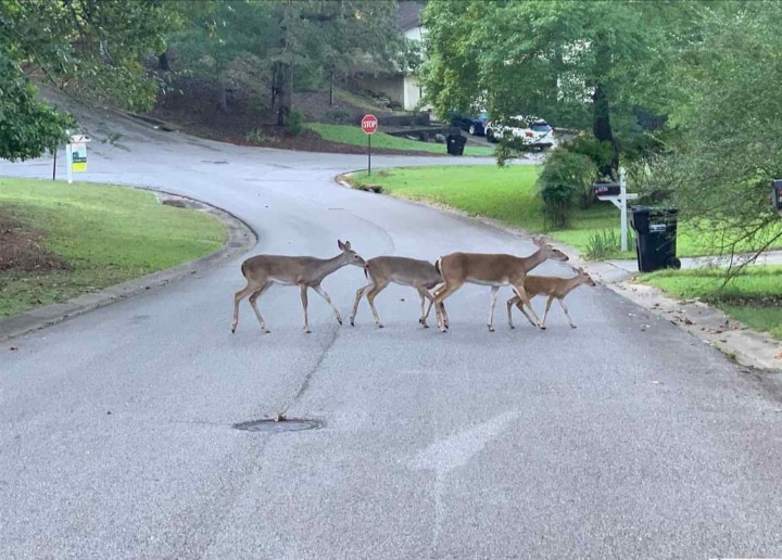 Neighbrhood Deer - 2456 Burgundy Dr