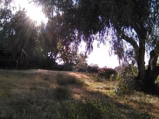 Backyard - 3440 Egan St