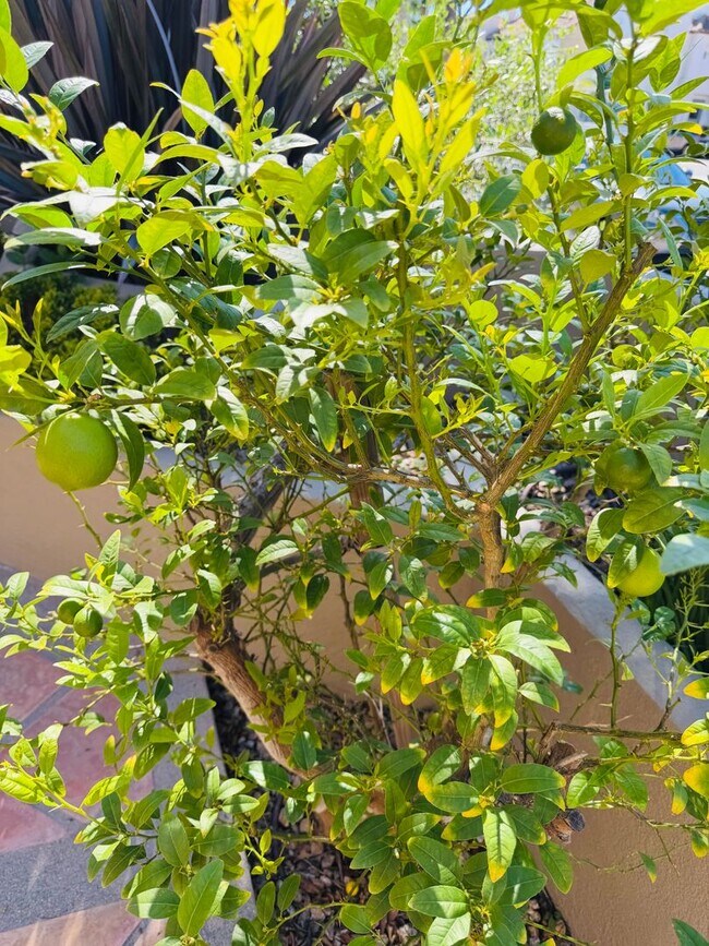 Building Photo - Elevated Coastal Living in Downtown Huntington Beach with Private Rooftop Retreat