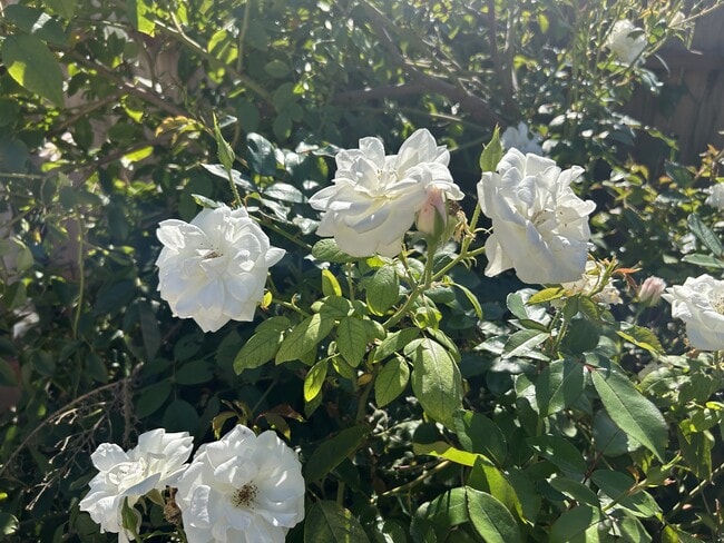 Building Photo - 3000 Keller St