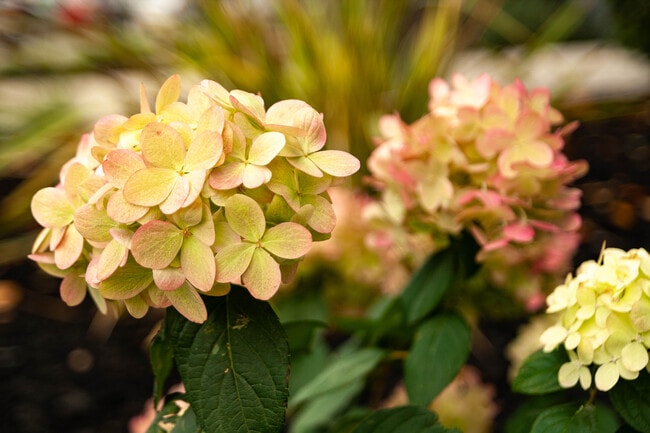 Building Photo - 465 Calderon Ave