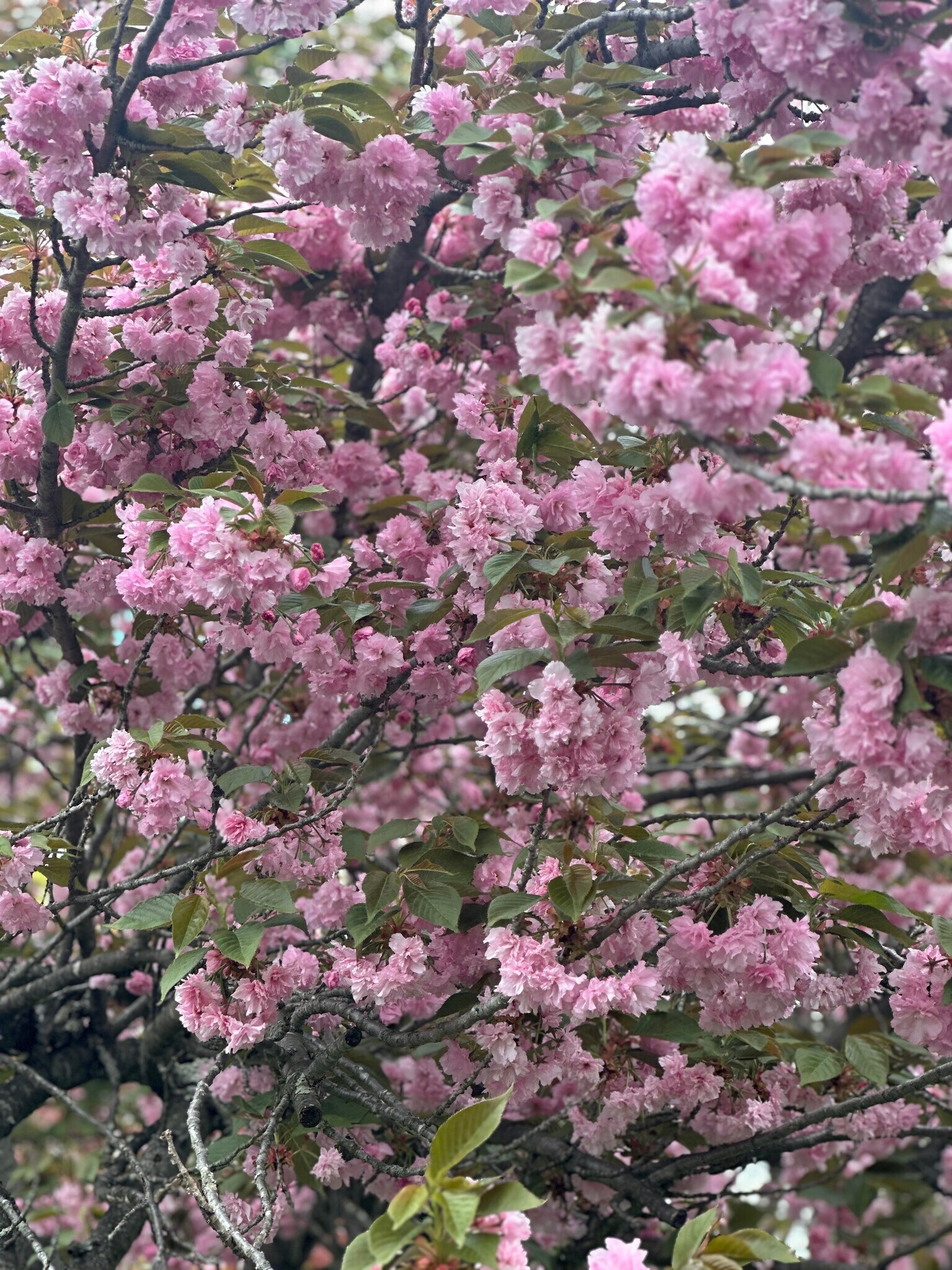Yard cherry blossom tree - 182 Jenkins Ave