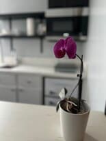 Building Photo - 2586 Lime Ave