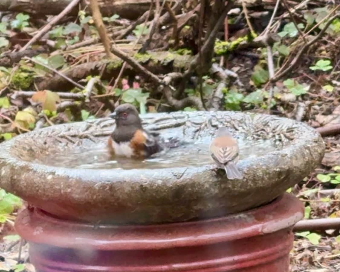 backyard birds in the birdbath (there are two) - 4054 NE Rodney Ave