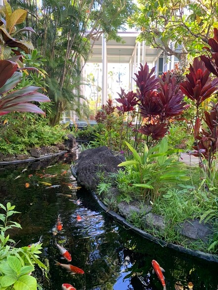 Koi Pond - 4999 Kahala Ave
