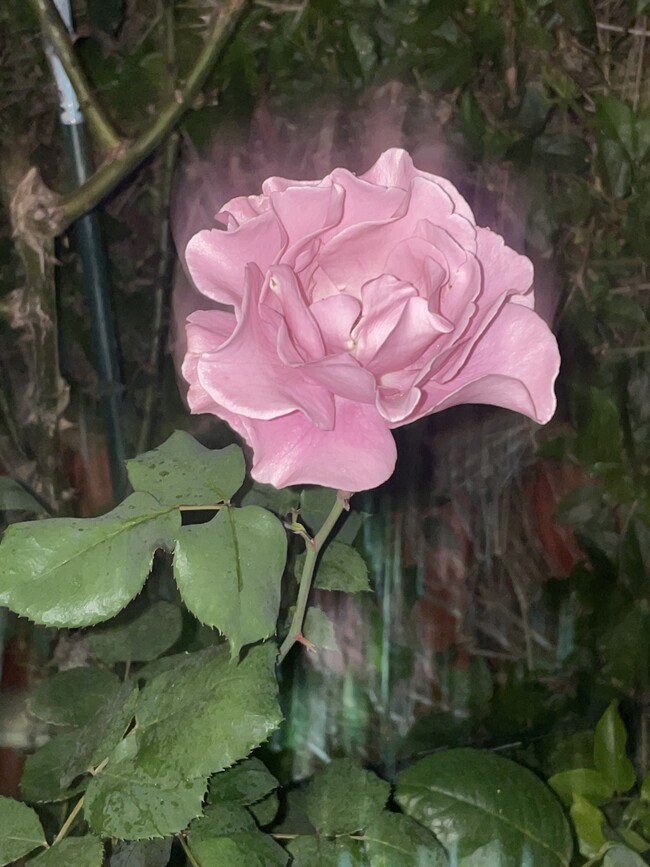 one of many beautiful roses that are about to sleep in the winter - 2980 26th Ave