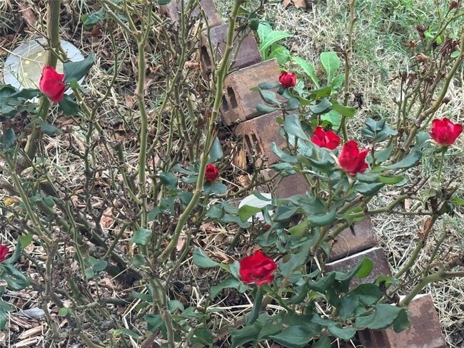 Building Photo - 4433 Venticano Pl