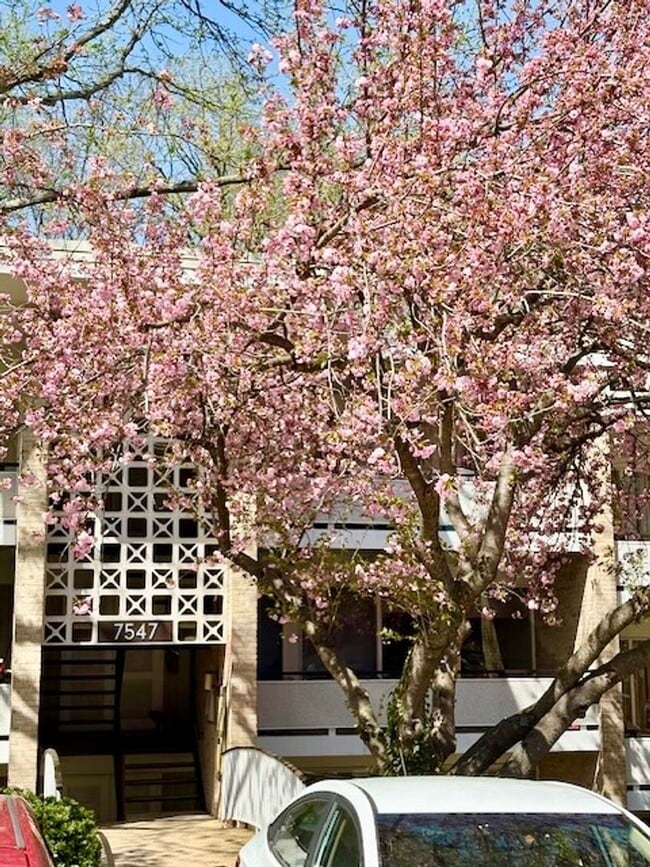 Building Photo - Remodeled 2 BR 1BA in Bethesda. Private front patio. Most utilities included.