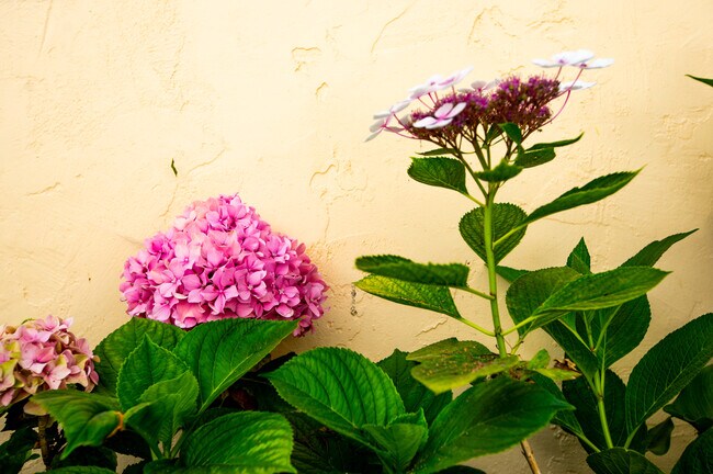 Garden Flowers - 848 17th St