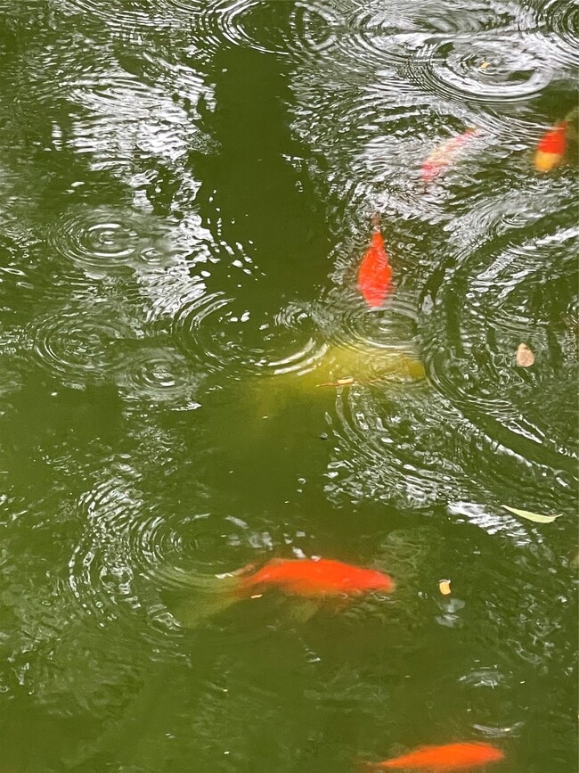 Building Photo - 4628 Roseneath Dr