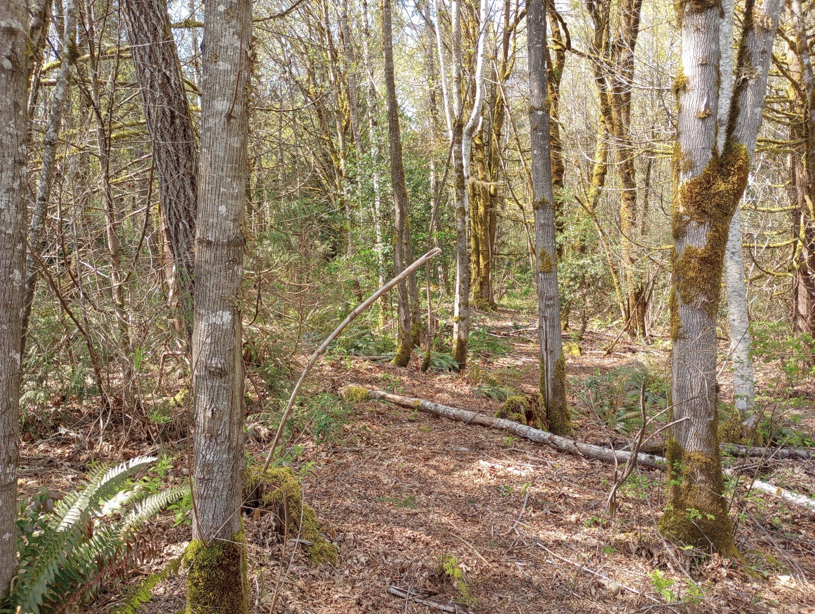 nature walk out back door - 1226 Bayview Ave