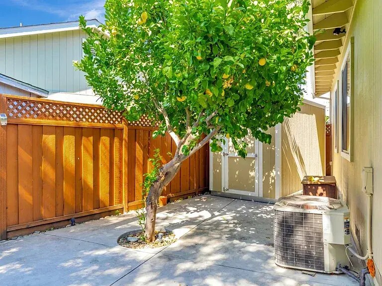 Storage shed and lemon tree - 1206 Sycamore Ct
