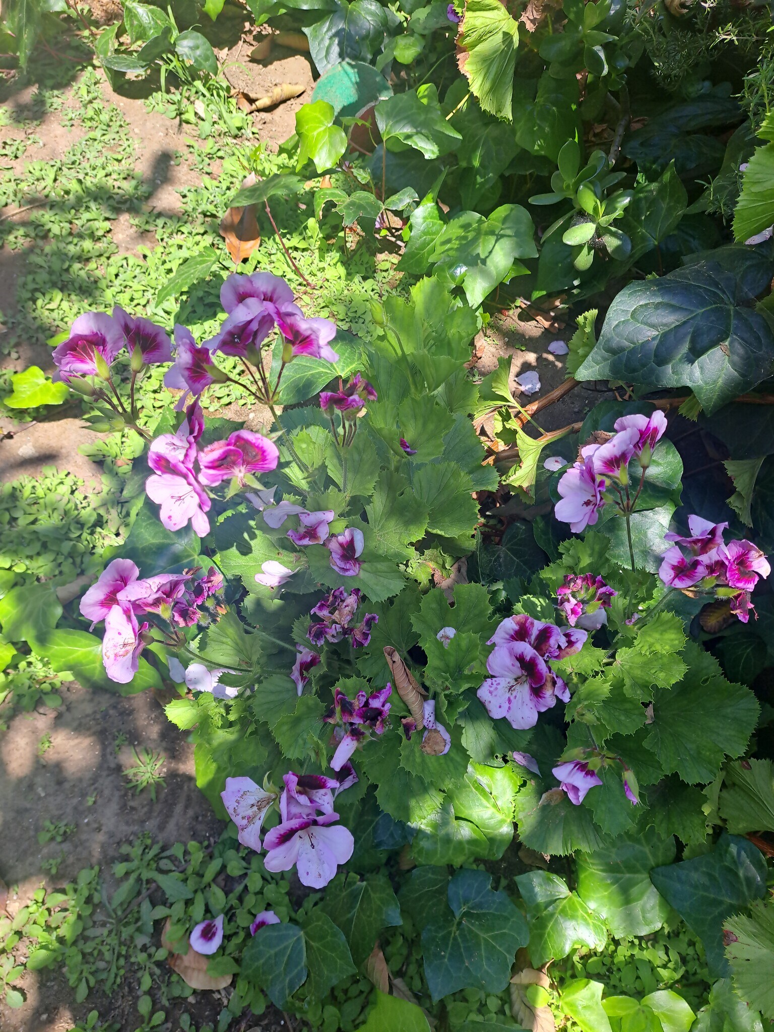 back yard flowers - 1972 Avalon St