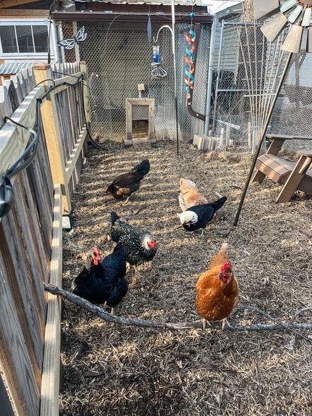 Our city flock has loved their coop. Yours will too! - 819 Edmund Ave