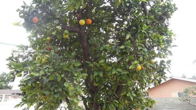 Building Photo - 300 1/2-204 1/2 E Mills Dr