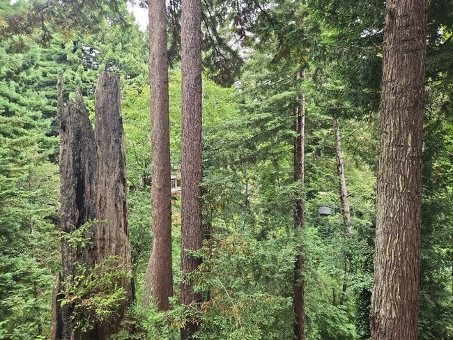 Building Photo - Pet Friendly! Redwood views! 3-bedroom hom...