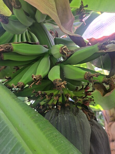 back yard bananas - 1972 Avalon St