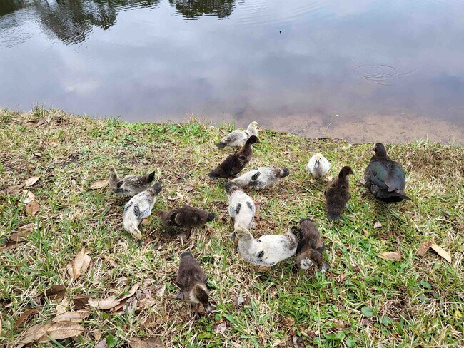 Building Photo - 237 N Hidden Tree Dr