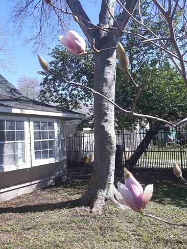 Front yard. - 2021 Santa Rosa St