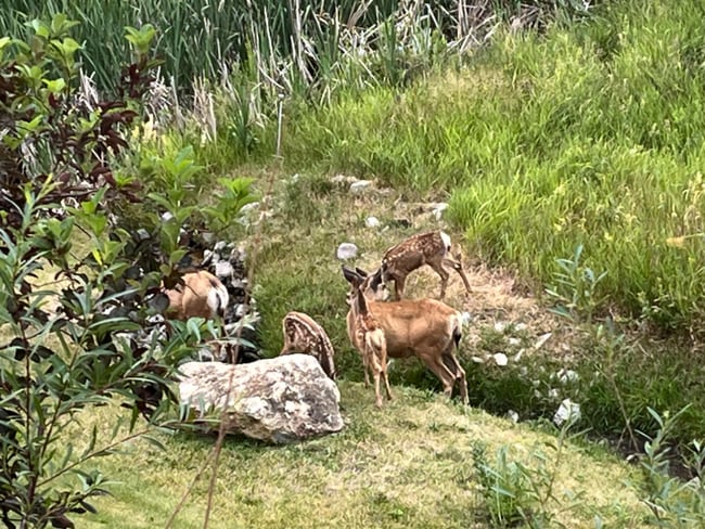 Building Photo - 60 Dayspring Loop