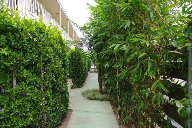 Bamboo & Winding Walkways - 2636 Kansas Ave