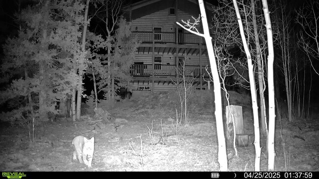 Building Photo - 609 Buffalo Ridge Rd