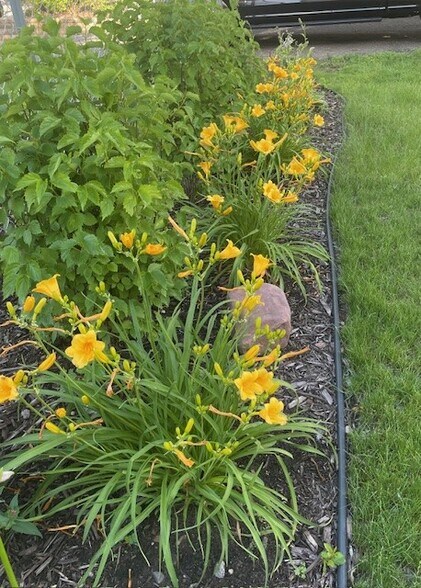 Flowers in backyard - 322 3rd Ave SE