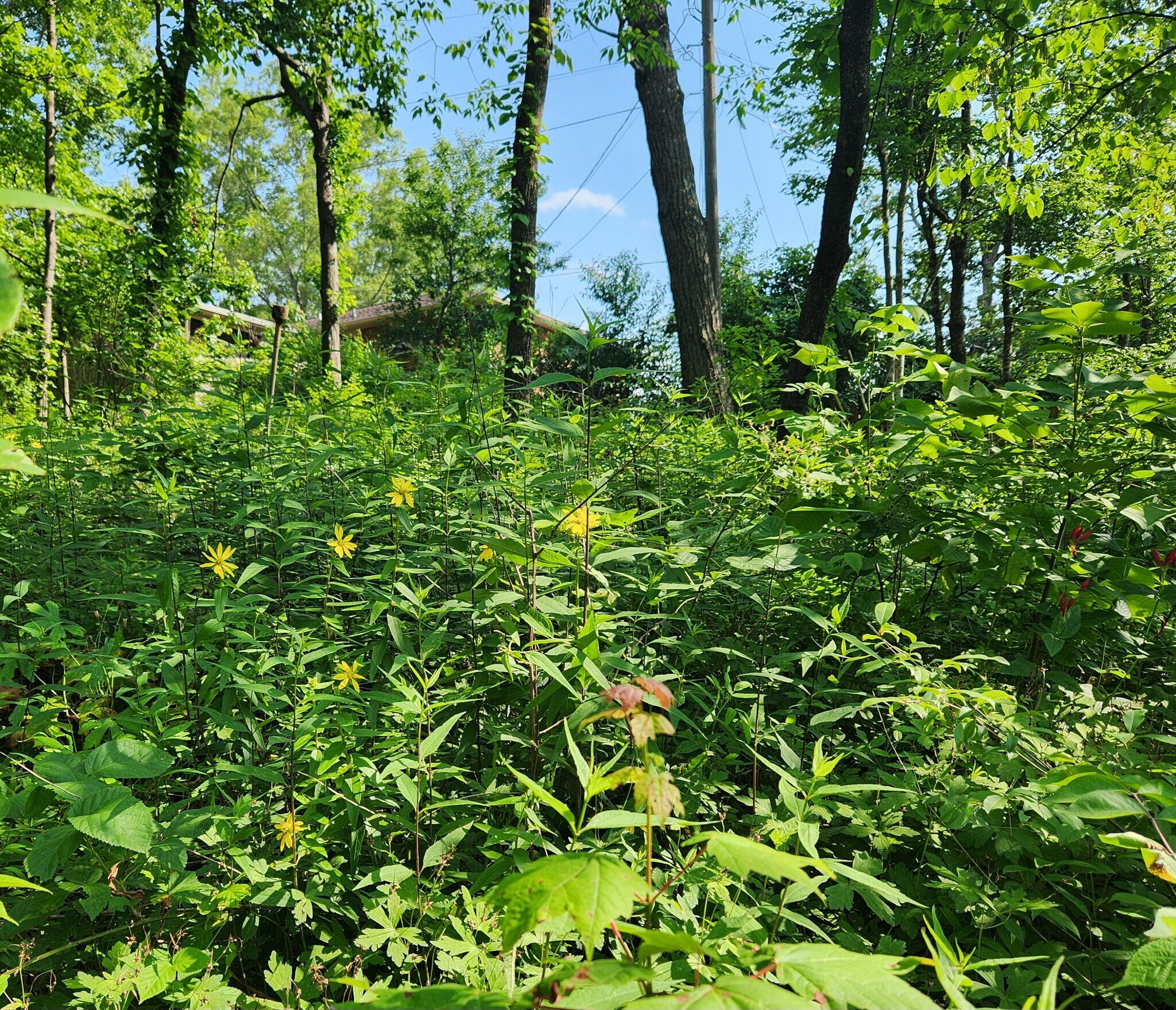 Perrenial garden as viewed from bedrooms - 312 Signal Mountain Blvd