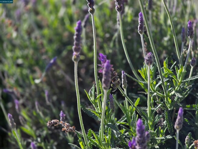 Building Photo - 1878 Elinora Dr