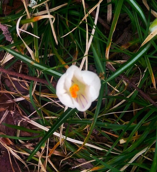 Lonely Early Spring Crocus - 1833 NE 52nd Ave
