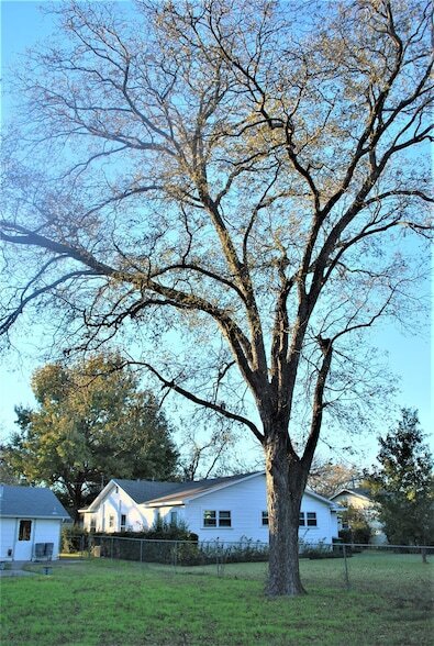 Building Photo - 1310 Coit St