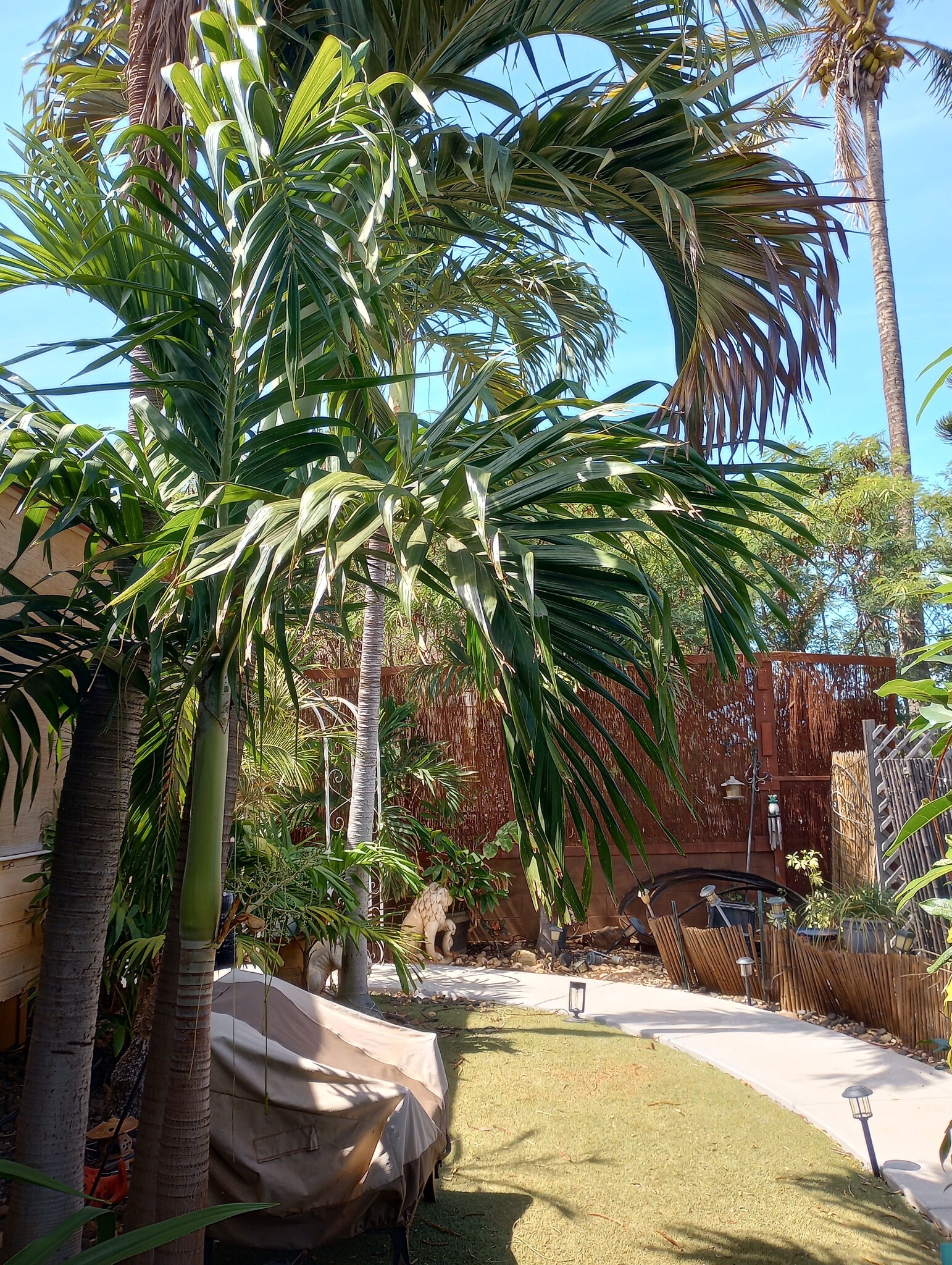 Lush abundant Palms, several Hibiscu & Plumeria varieties- Quiet nature - 281 Kaikea St