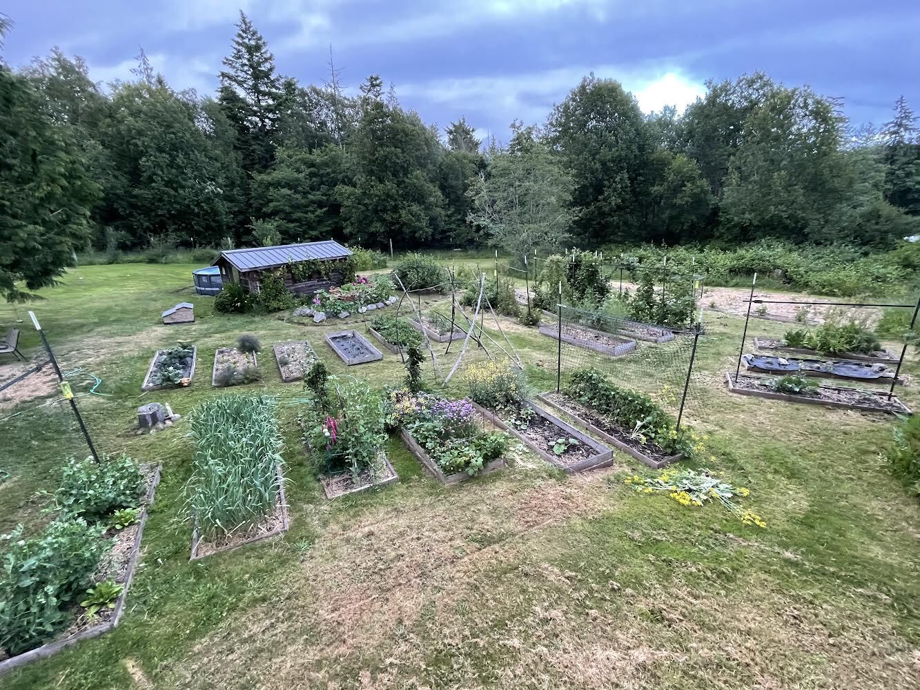 Backyard - 126 Charlie Ln