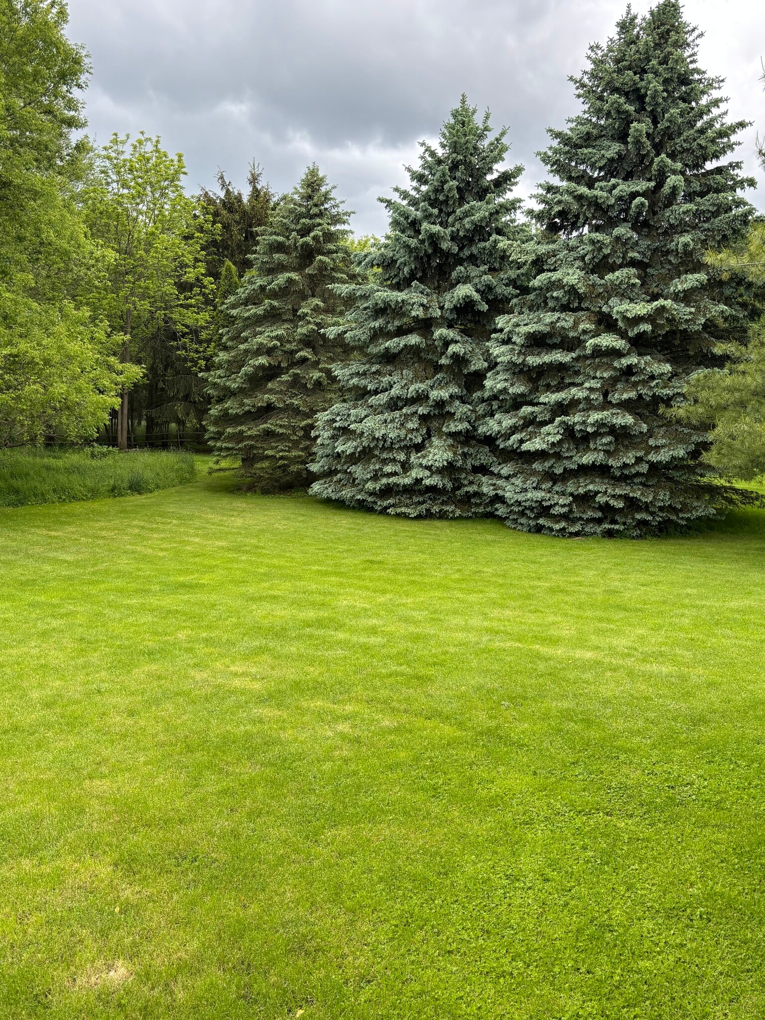 Backyard - 10 Burke Dr