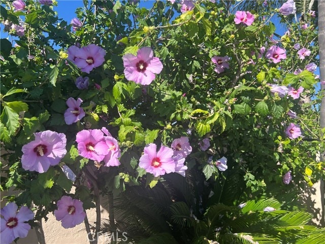 Building Photo - 2248 Tulip Ave