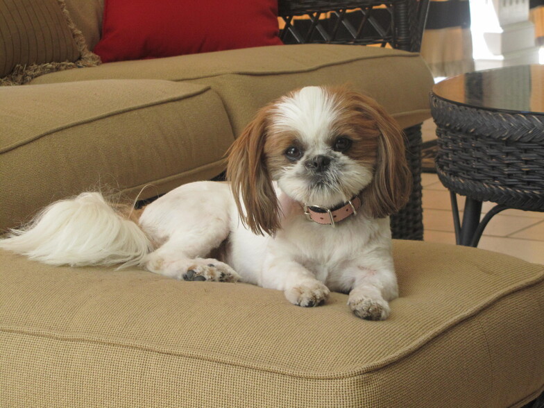 small pet ok - 314 N Kenwood St