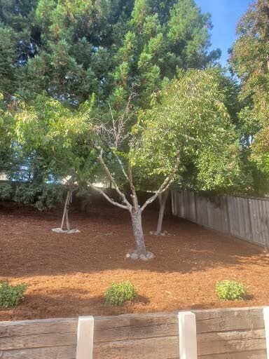 backyard fruit trees - 2040 Goldenrod Ln