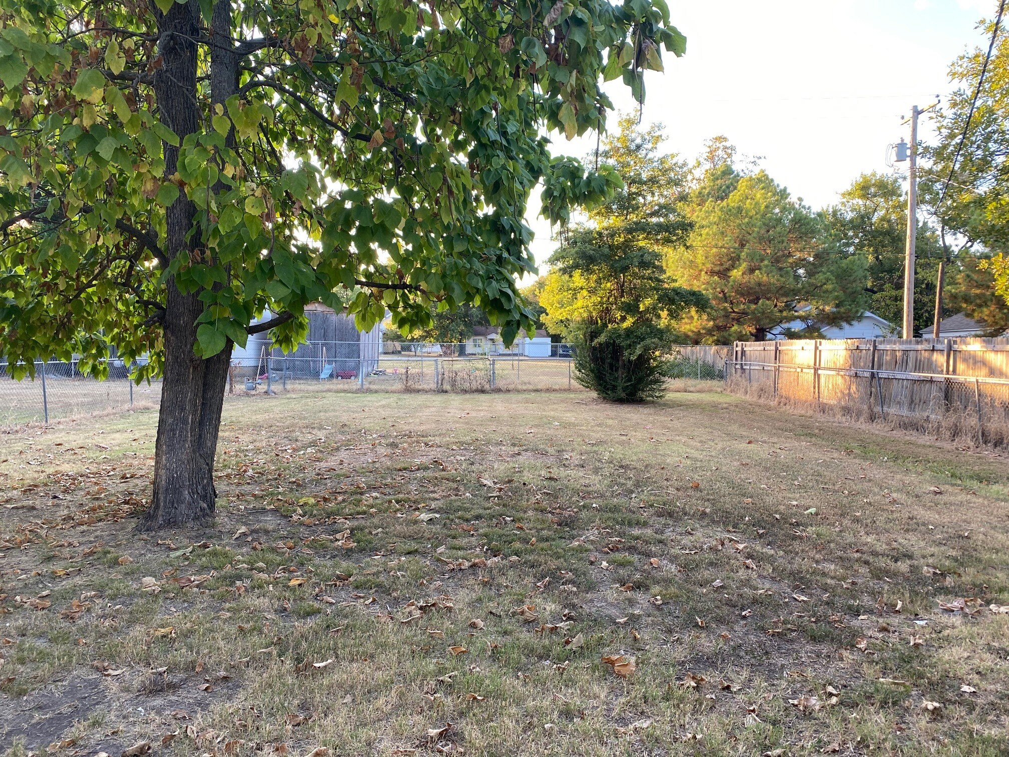 backyard - 923 Olive St.