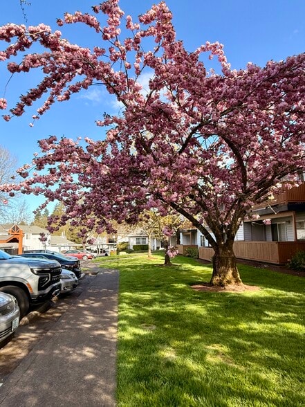 cherry blossom tree - 10620 SW Davies Rd