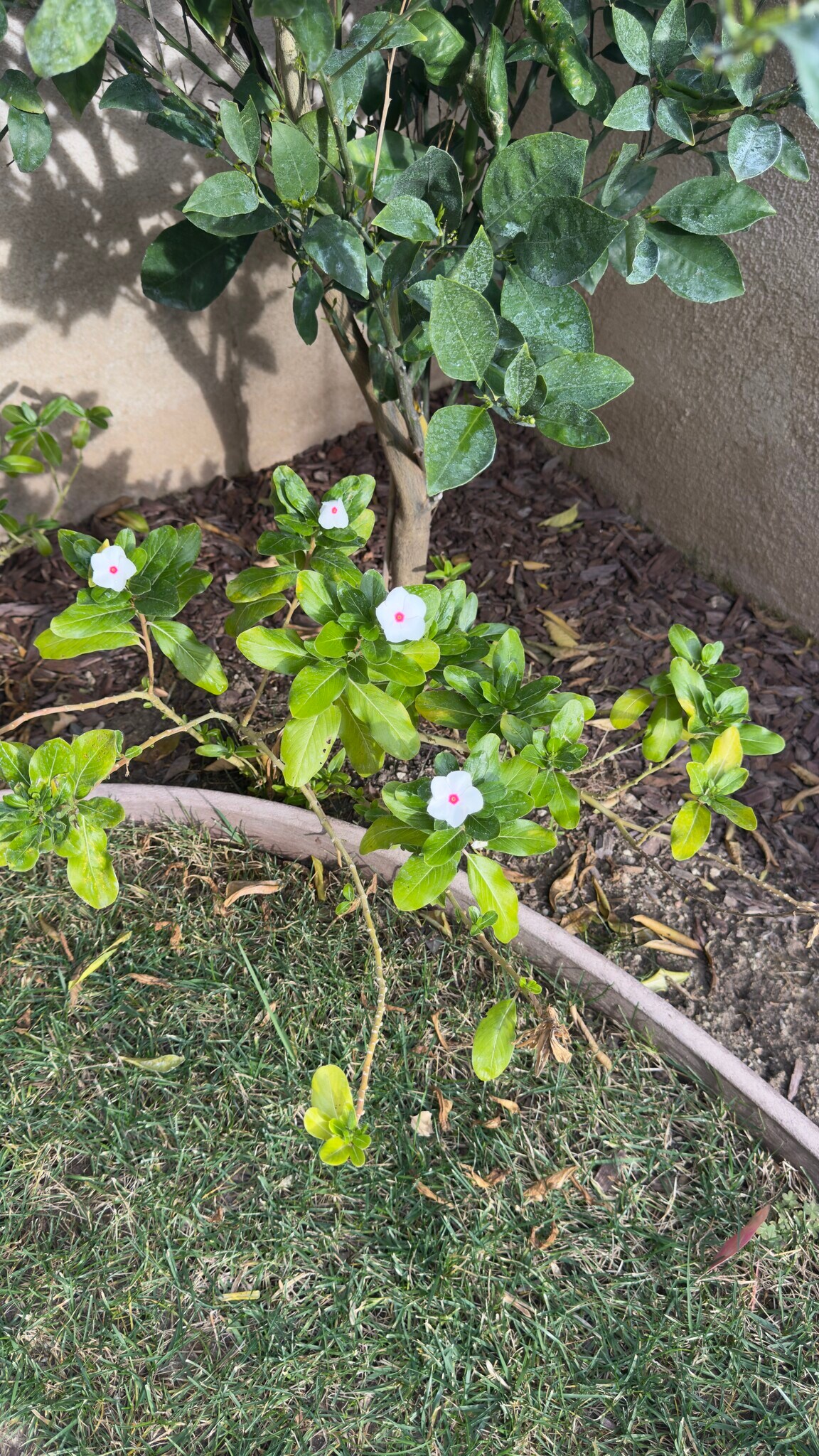 Building Photo - 27905 Crown Court Cir