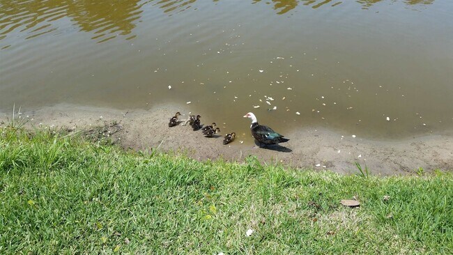 Building Photo - 237 N Hidden Tree Dr